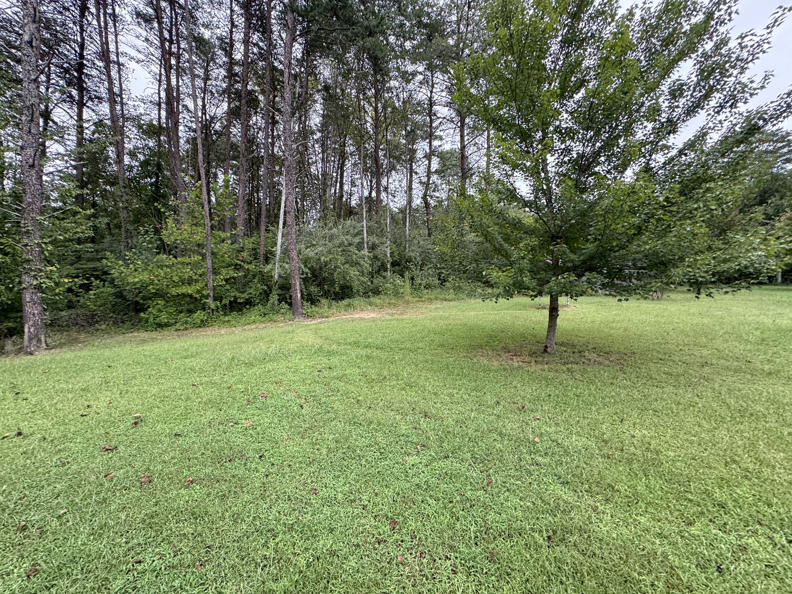 Open lawn and landscaping at 504 Sanford Dr, Fredericksburg VA